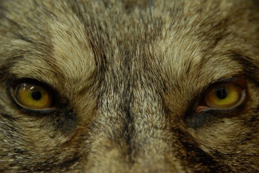 beautiful eyes of a wild wolf: dangerous mammal