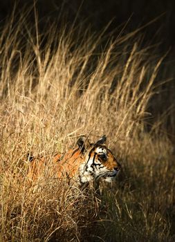 Portrait of Bengal Tiger in Grass.