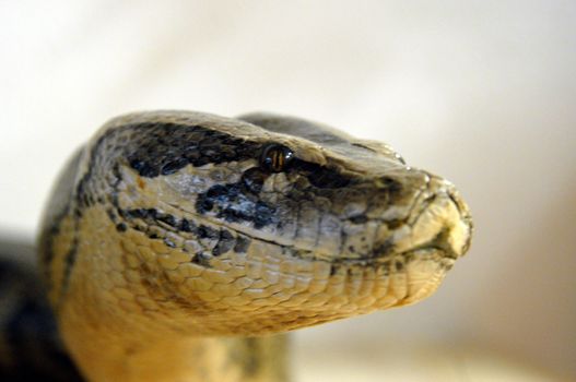 head of a beautiful giant snake in a terrarium