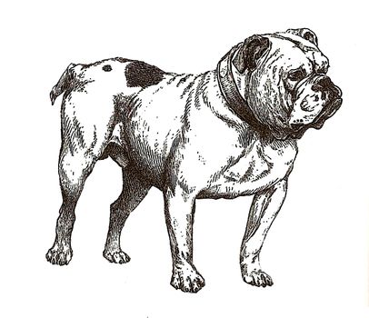 illustration of english bulldog in black and white