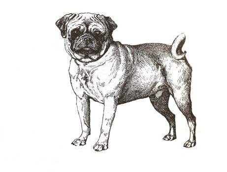 illustration of pug carlin in black and white