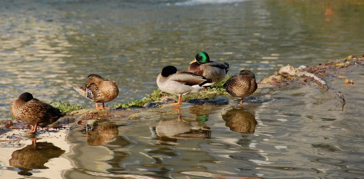 wild duck in a french river: beautiful birds