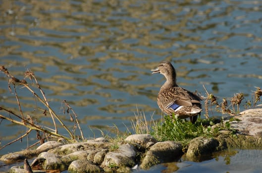 female wild duck in a french river