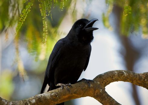 Large-billed Crow or Jungle Crow (Corvus macrorhynchos) Kanha National Park INDIA