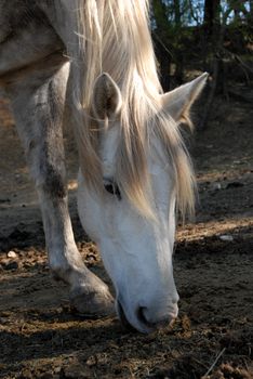 portrait of a beautiful grazing white horse