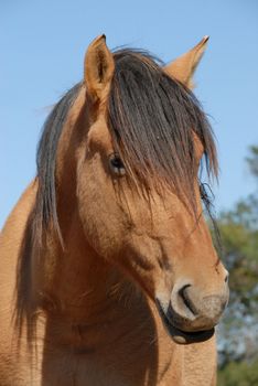 portrait of a beautiful brown horse in a field