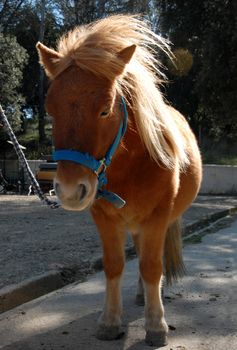 beautiful shetland pony with sunshine in the mane