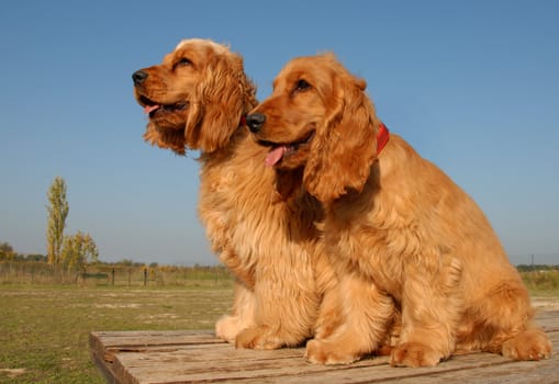 couple of puppies purebred english cocker: cute hunting dogs