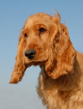 puppy purebred english cocker: cute hunting dog
