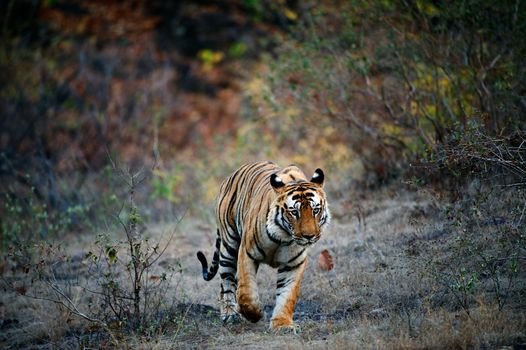 A huge male Tiger walks straight head on in Bandhavgarh National Park, India.