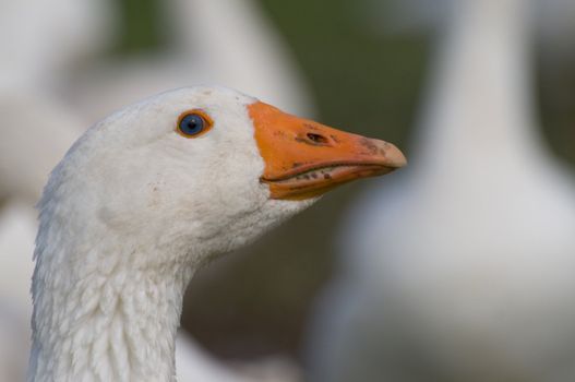 White head and orange beak of a goose