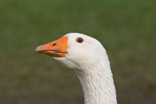 White head and orange beak of a goose