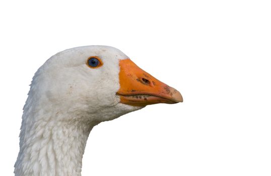 White head and orange beak of a goose, white background