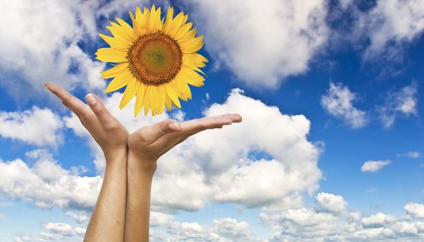 Women's hands with a sunflower on background of blue clear sky. Symbol of nature and concern.