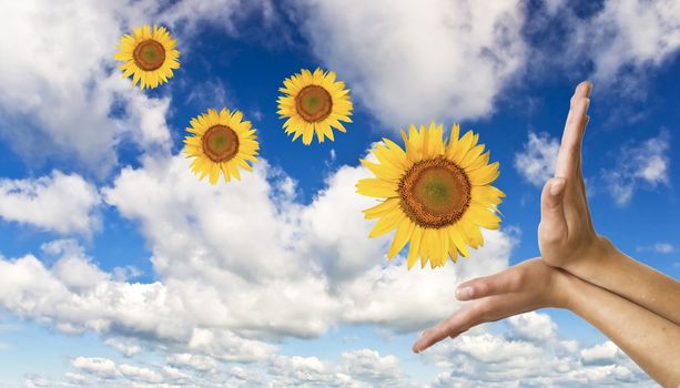 Women's hands with a sunflower on background of blue clear sky. Symbol of nature and concern.