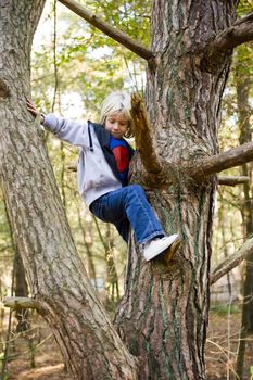 portrait of a happy child, climbing in a tree in a wood