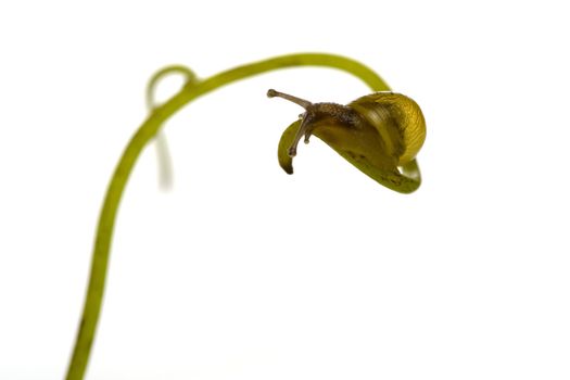 a little snais on a twig