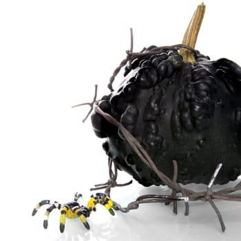 a calabash with barbed wire and a spider on a white background