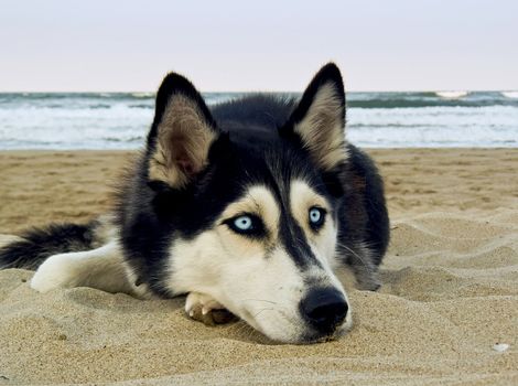 dog on the beach - Siberian Husky, close-up portrait