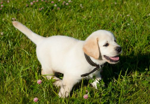 Our little friend on the green grass.