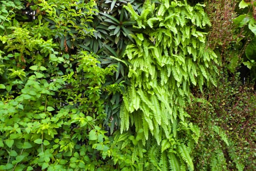 The wall of green plants can be used as background