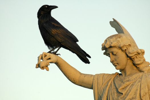 black crow sitting on hand of angel sculpture