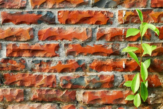 The red brick wall with green plants