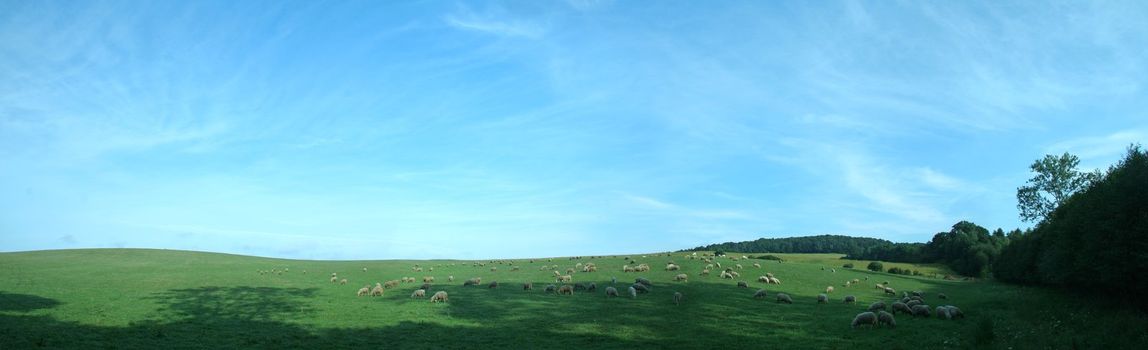 panorama of several sheep feeding on grass, almost clear sky