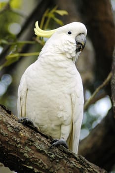 white parrot withe yellow feather on head is sitting on a tree