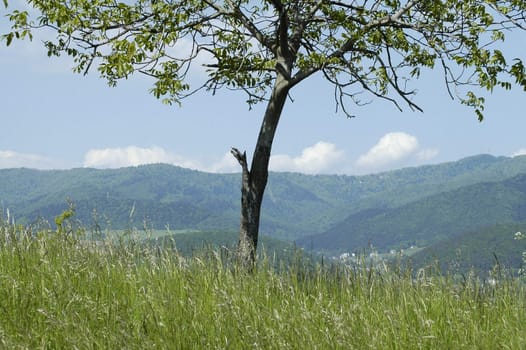 solitary tree on a hill, green grass, blue hills and sky