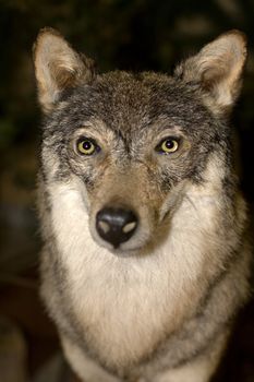 portrait of stuffed wolf, detail, black background