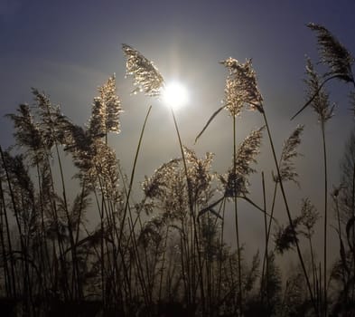 In the early morning the sun shines through a cane