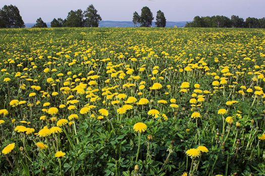 Field of yellow dandelions in the beginning of summer