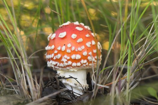 Poisonous mushroom a red fly agaric