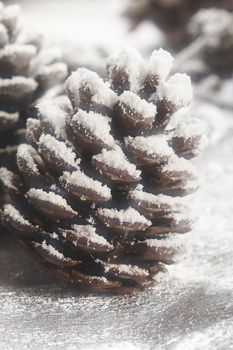 Christmas Object: macro picture of strobile in the snow. Captured with soft filter.
