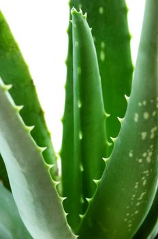 Green leaves of aloe plant close up