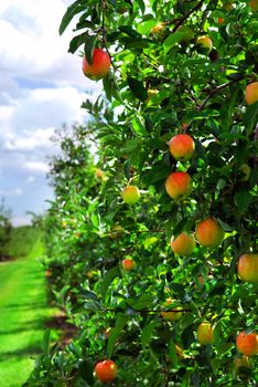 Ripe apples on apple trees branches in the orchard