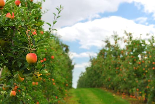 Red ripe apples on apple trees branches in the orchard