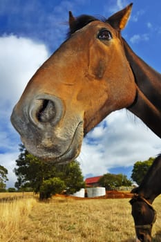 Close up of a smiling horse, from low viewpoint.