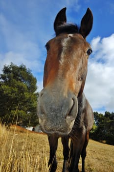 Close up of an inqisitive horse, from low viewpoint.