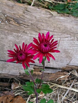 Two wild chrysanthemum