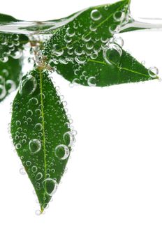 Green leaves of a plant submerged in water with air bubbles