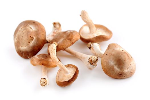 Several shiitake mushrooms isolated on white background
