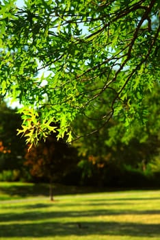 Green leafy tree branch  in summer park