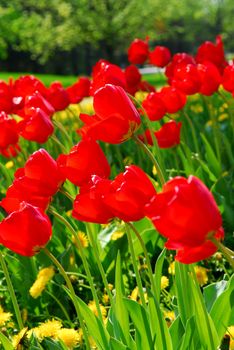 Bright red tulips blooming in a spring garden