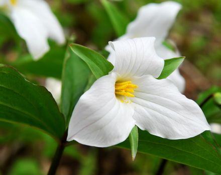 White Trillium blooming in woodlands Ontario provincial flower