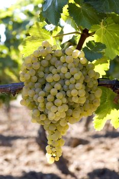 A view of a large bunch of plump, juicy white grapes still growing on the vine, ready to be picked.