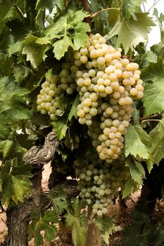 A closeup view of several bunches or clusters of ripe, juicy white grapes still growing on the vine, ready for picking.