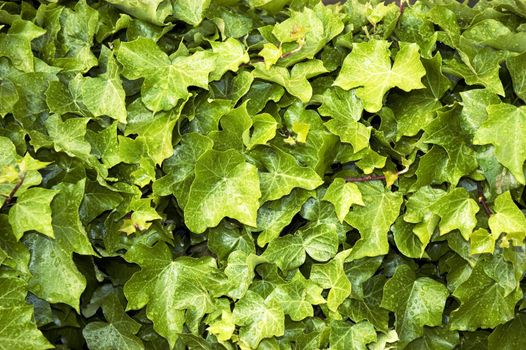 A closeup of a wall or large cluster of ivy leaves and vines possibly suitable for a background.