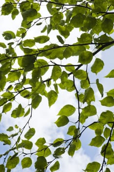 Leaves of mulberry tree against cloudy sky